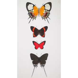 Red & Black Butterflies – Antique Hand-Colored Engraving (1835)