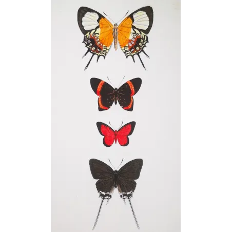 Red & Black Butterflies – Antique Hand-Colored Engraving (1835)