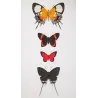 Metalmark & Long-Tailed Butterflies (Erycina cnidus, Lysis iphron, Moyina sapra) – Antique Hand-Colored Engraving (1835)