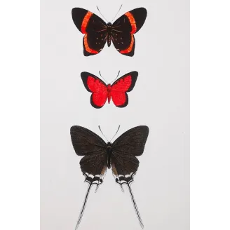 Red & Black Butterflies – Antique Hand-Colored Engraving (1835)