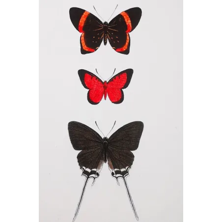 Red & Black Butterflies – Antique Hand-Colored Engraving (1835)