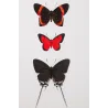 Metalmark & Long-Tailed Butterflies (Erycina cnidus, Lysis iphron, Moyina sapra) – Antique Hand-Colored Engraving (1835)