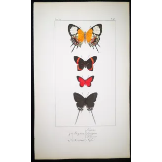 Red & Black Butterflies – Antique Hand-Colored Engraving (1835)