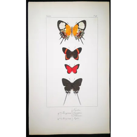 Red & Black Butterflies – Antique Hand-Colored Engraving (1835)