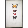 Metalmark & Long-Tailed Butterflies (Erycina cnidus, Lysis iphron, Moyina sapra) – Antique Hand-Colored Engraving (1835)