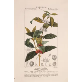 Antique Print by Pierre Jean François Turpin – Coffee (Coffea arabica)