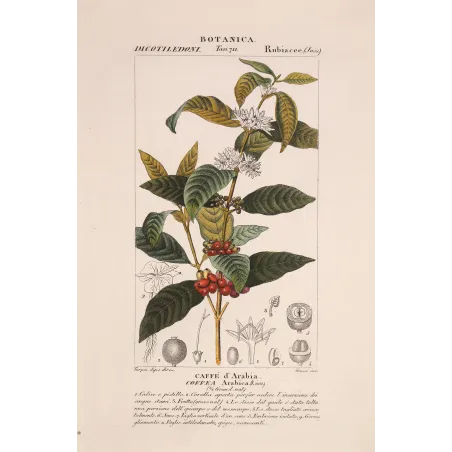 Antique Print by Pierre Jean François Turpin – Coffee (Coffea arabica)