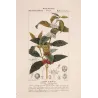Coffee (*Coffea arabica*)  Original hand-colored engraving by Turpin,  Antique  Botanical Print (c.1835)