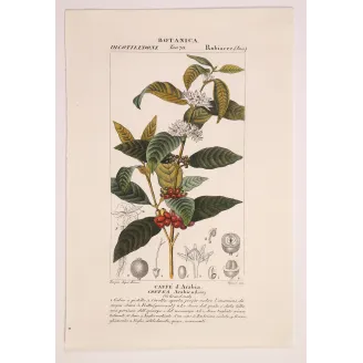 Antique Print by Pierre Jean François Turpin – Coffee (Coffea arabica)