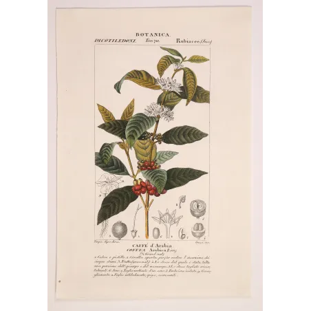 Antique Print by Pierre Jean François Turpin – Coffee (Coffea arabica)