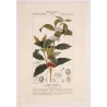 Coffee (*Coffea arabica*)  Original hand-colored engraving by Turpin,  Antique  Botanical Print (c.1835)
