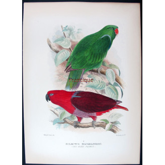Red-sided Parrot by Roland Green – The Birds of Australia