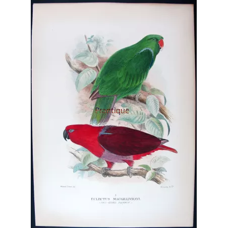 Red-sided Parrot by Roland Green – The Birds of Australia