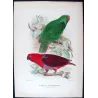 Red-sided Parrot (*Eclectus r. macgillivrayi*) – Original lithograph by Green, Mathews (1910–27)