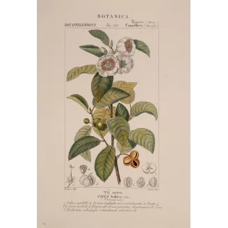 Antique Print by Pierre Jean François Turpin – Black Tea (Thea bohea)