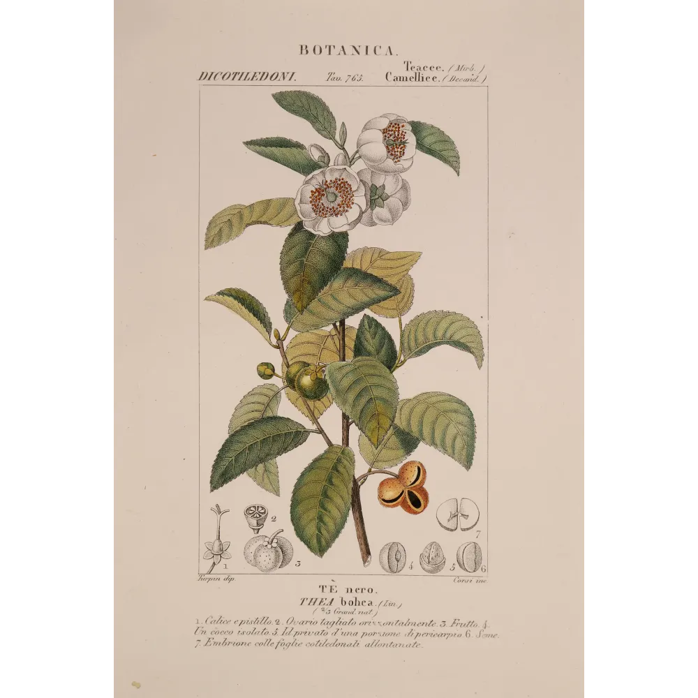 Antique Print by Pierre Jean François Turpin – Black Tea (Thea bohea)