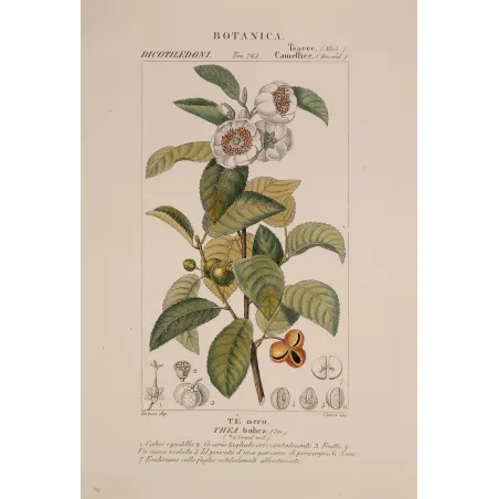 Antique Print by Pierre Jean François Turpin – Black Tea (Thea bohea)