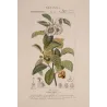 Black Tea (*Thea bohea*) Original hand-colored engraving by Turpin,  Antique  Botanical Print (c.1835)