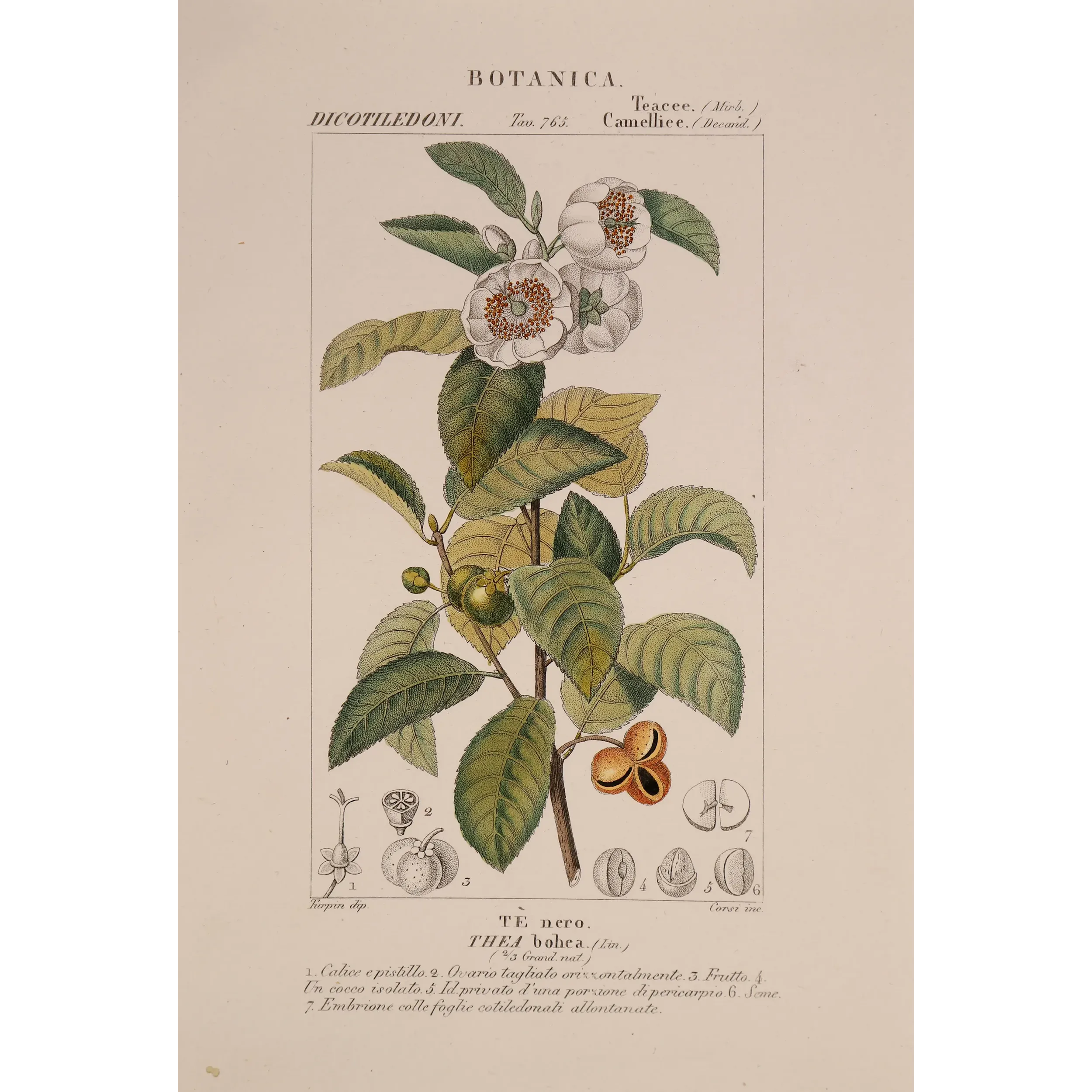Antique Print by Pierre Jean François Turpin – Black Tea (Thea bohea)