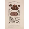 Antique Print by Pierre Jean François Turpin – Truffle (Tuber cibarium)