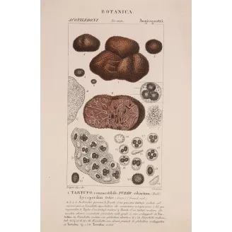 Antique Print by Pierre Jean François Turpin – Truffle (Tuber cibarium)