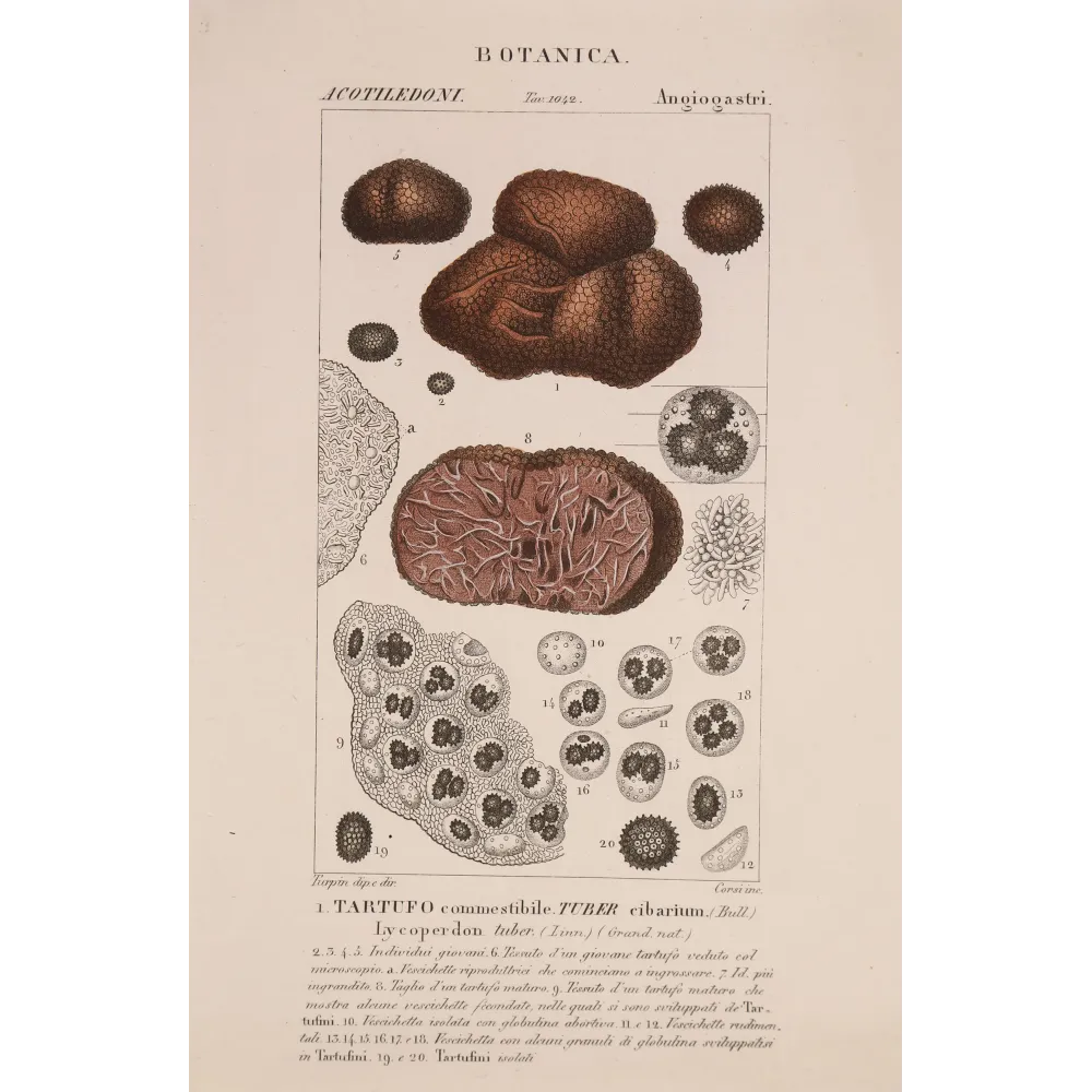 Antique Print by Pierre Jean François Turpin – Truffle (Tuber cibarium)
