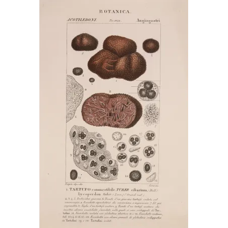 Antique Print by Pierre Jean François Turpin – Truffle (Tuber cibarium)