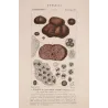 Truffle (*Tuber cibarium*) Original hand-colored engraving by Turpin,  Antique  Botanical Print (c.1835)