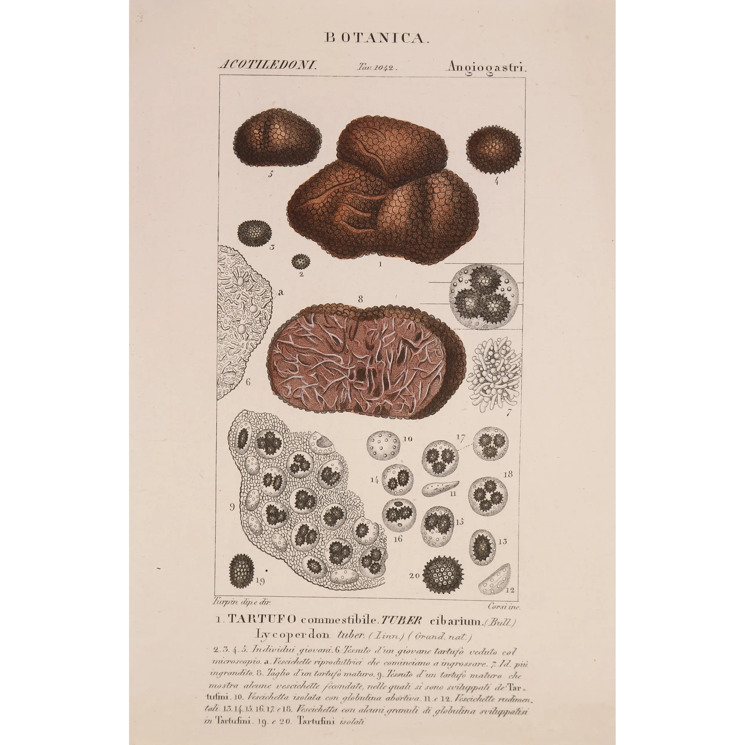 Antique Print by Pierre Jean François Turpin – Truffle (Tuber cibarium)