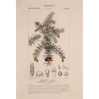Antique Botanical Print – Pierre Jean François Turpin – Juniper
