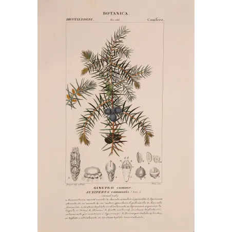 Antique Botanical Print – Pierre Jean François Turpin – Juniper
