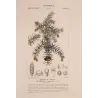 Juniper (*Juniperus communis*) Original hand-colored engraving by Turpin,  Antique  Botanical Print (c.1835)