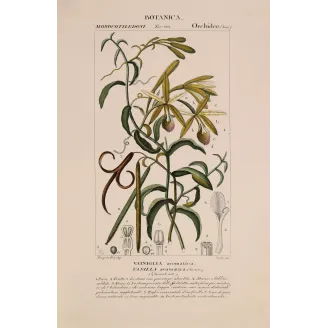 Antique Print by Pierre Jean François Turpin – Vanilla (Vanilla aromatica)