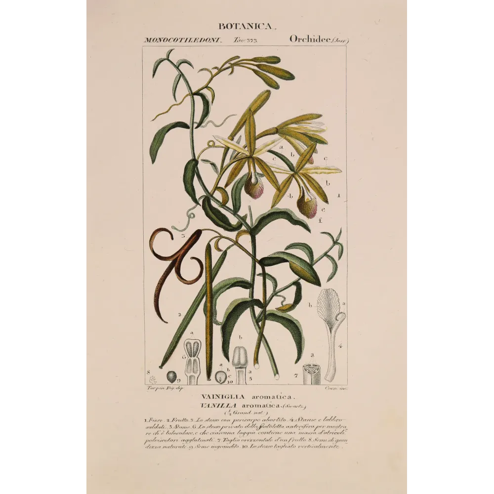 Antique Print by Pierre Jean François Turpin – Vanilla (Vanilla aromatica)