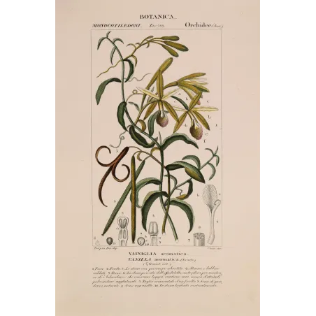 Antique Print by Pierre Jean François Turpin – Vanilla (Vanilla aromatica)