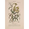 Vanilla (*Vanilla aromatica*) Original hand-colored engraving by Turpin,  Antique  Botanical Print (c.1835)