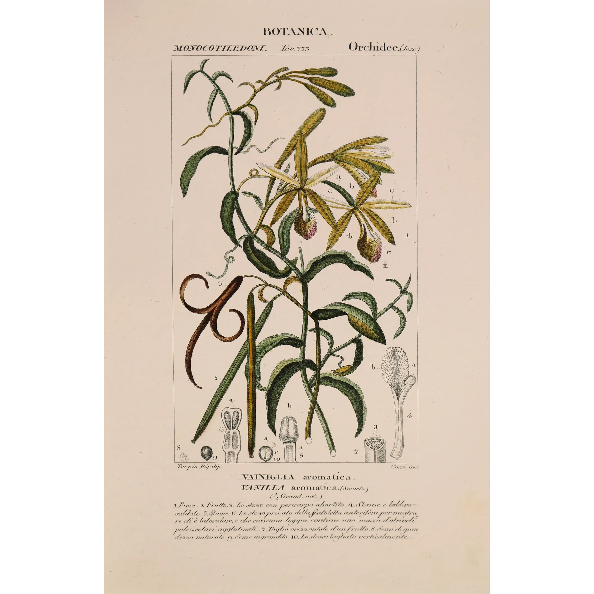 Antique Print by Pierre Jean François Turpin – Vanilla (Vanilla aromatica)