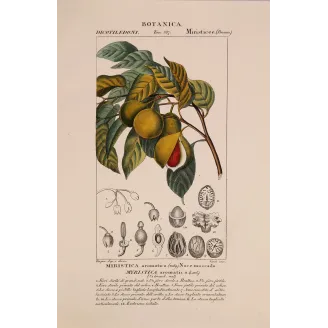 Antique Botanical Print – Pierre Jean François Turpin – Nutmeg