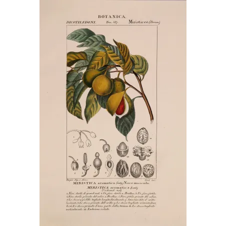 Antique Botanical Print – Pierre Jean François Turpin – Nutmeg