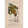 Nutmeg (*Myristica aromatica*)  Original hand-colored engraving by Turpin,  Antique  Botanical Print (c.1835)