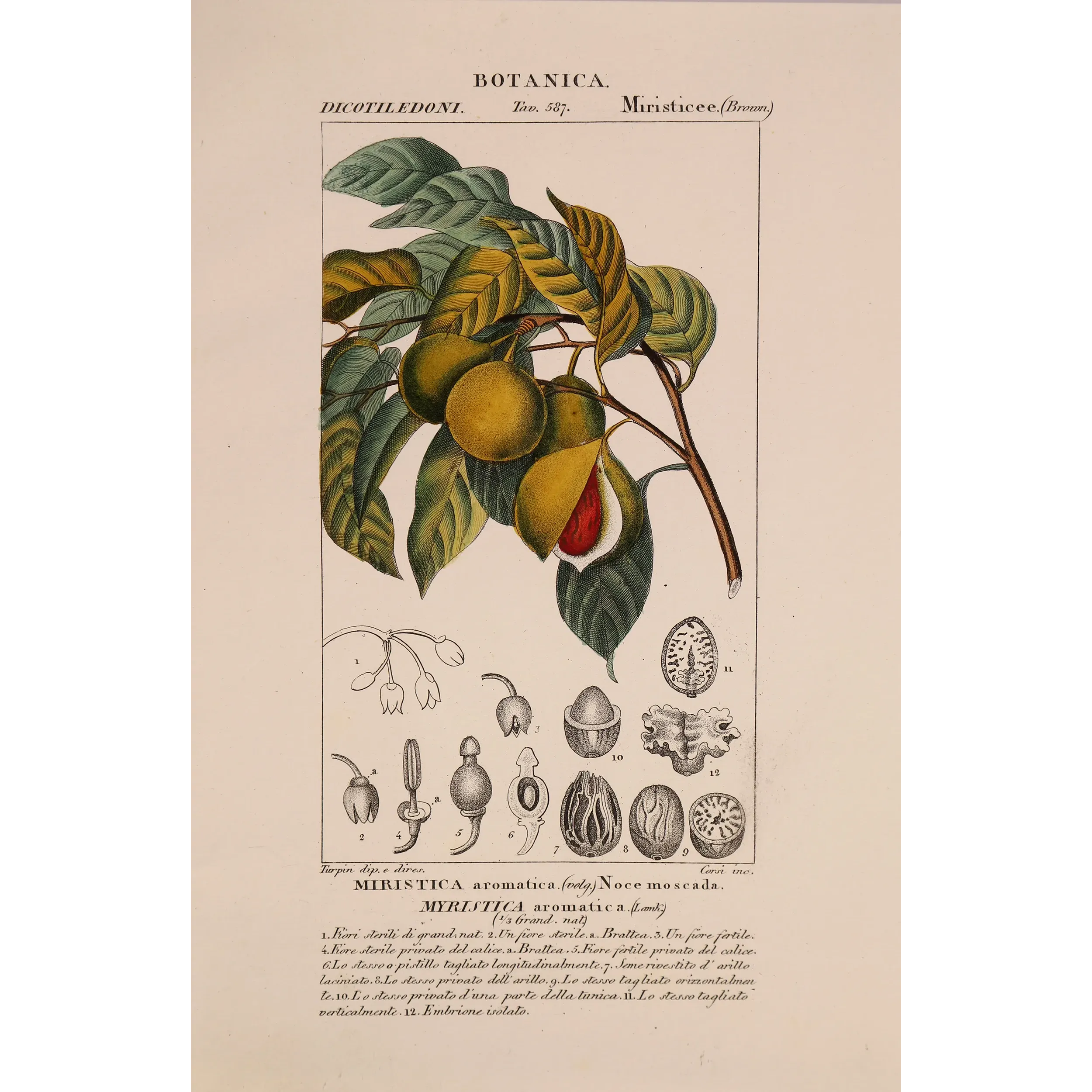 Antique Botanical Print – Pierre Jean François Turpin – Nutmeg