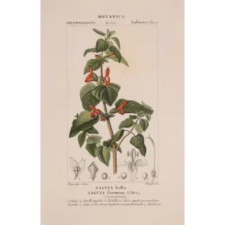 Antique Botanical Print – Pierre Jean François Turpin – Sage