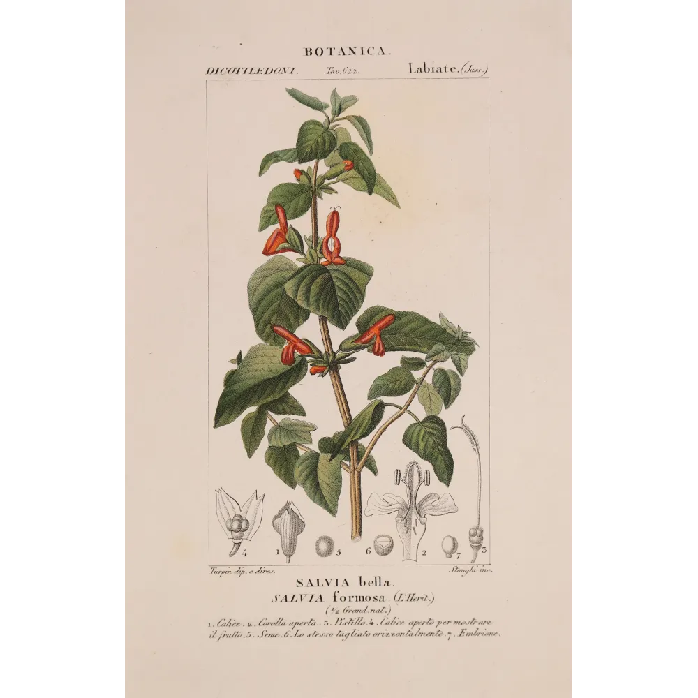 Antique Botanical Print – Pierre Jean François Turpin – Sage