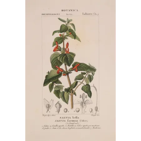 Antique Botanical Print – Pierre Jean François Turpin – Sage