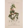 Sage (*Salvia formosa*) Original hand-colored engraving by Turpin,  Antique  Botanical Print (c.1835)