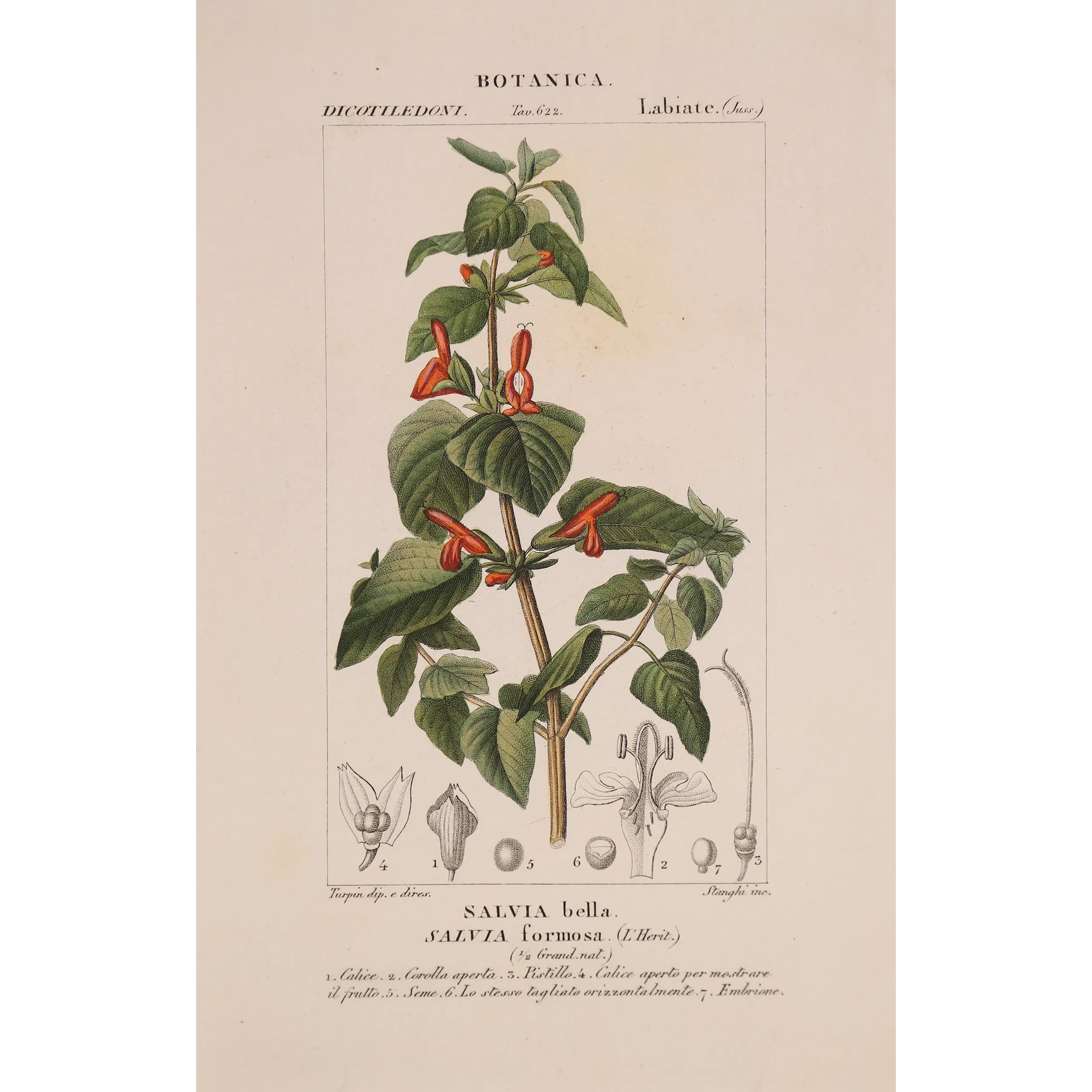 Antique Botanical Print – Pierre Jean François Turpin – Sage