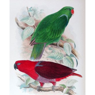 Red-sided Parrot by Roland Green – The Birds of Australia