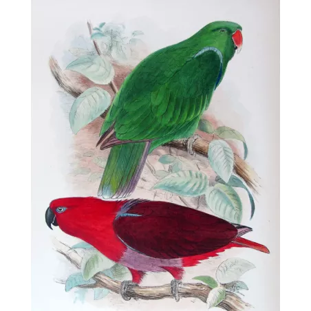 Red-sided Parrot by Roland Green – The Birds of Australia