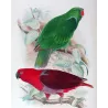Red-sided Parrot (*Eclectus r. macgillivrayi*) – Original lithograph by Green, Mathews (1910–27)