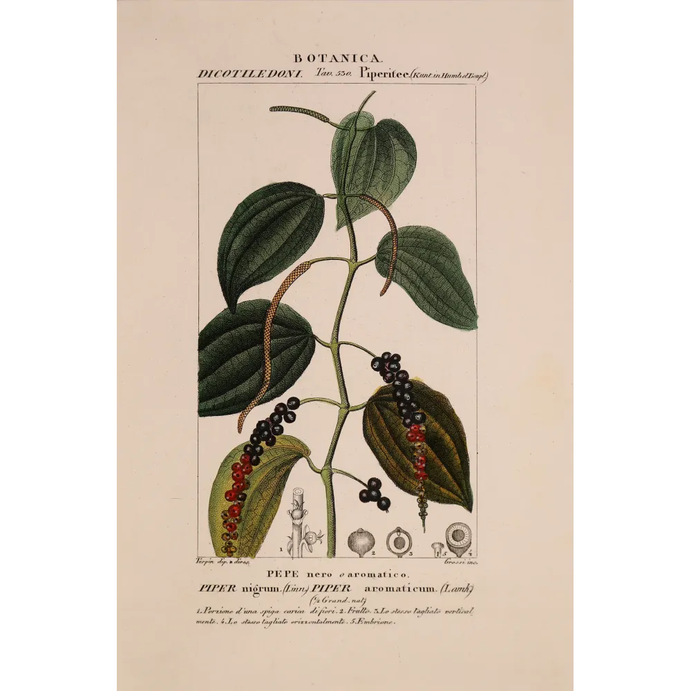 Piper nigrum antique botanical engraving by Pierre Jean François Turpin